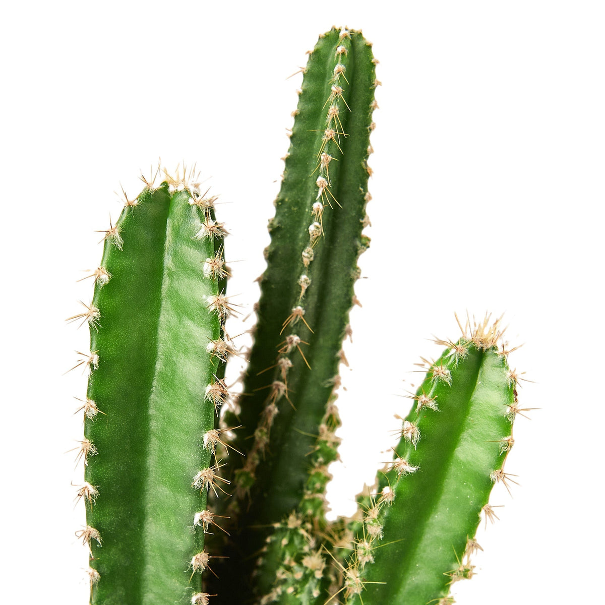 Fairy Castle Cactus - House Plant Shop
