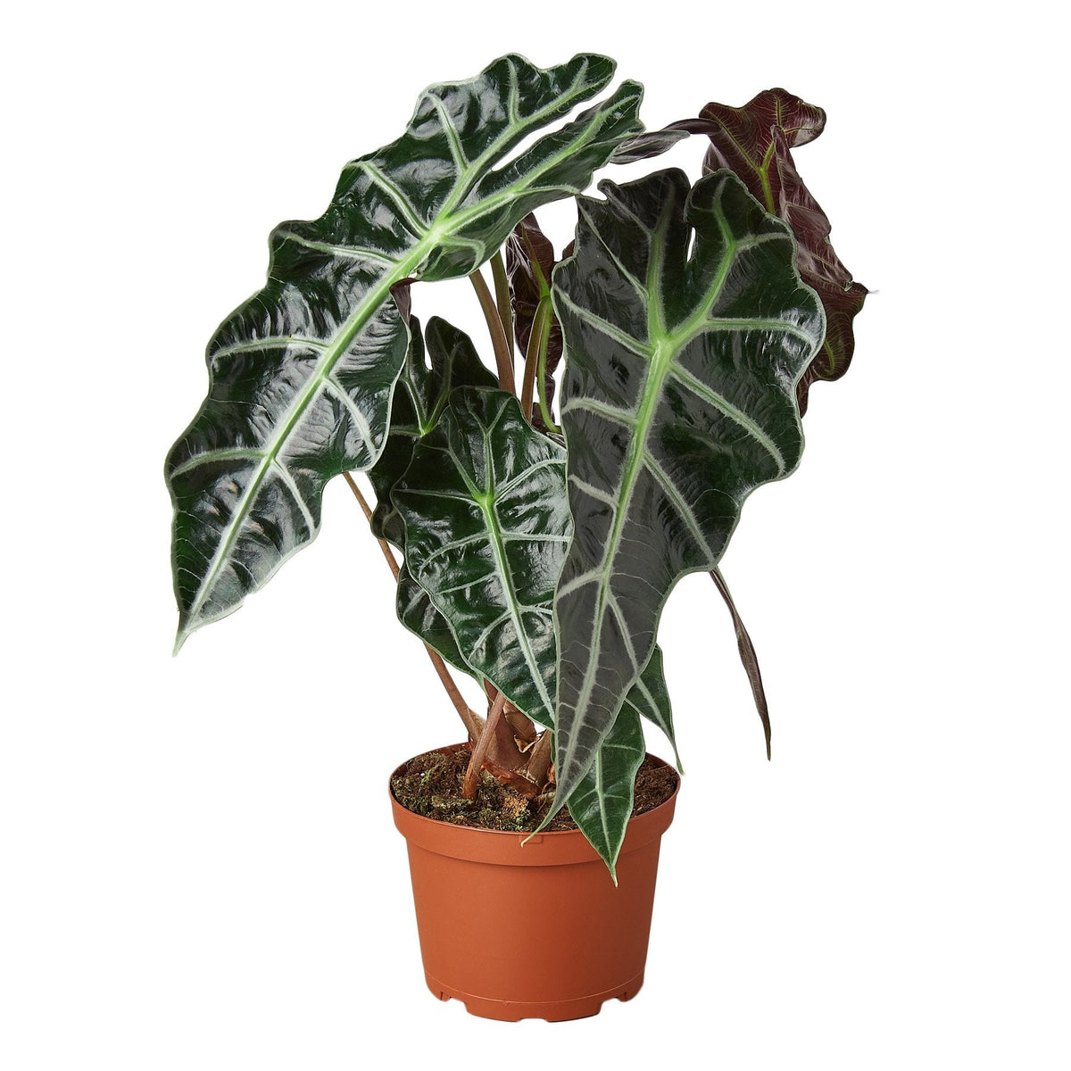 Alocasia Polly 'African Mask' - House Plant Shop