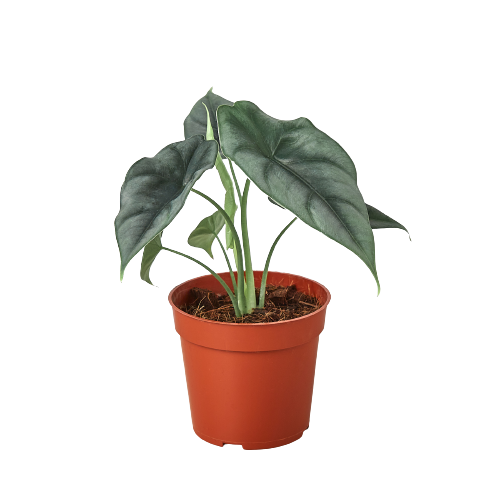 Alocasia Amazonica 'Reversa' - House Plant Shop