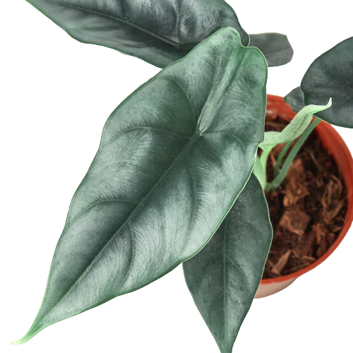 Alocasia Amazonica 'Reversa' - House Plant Shop