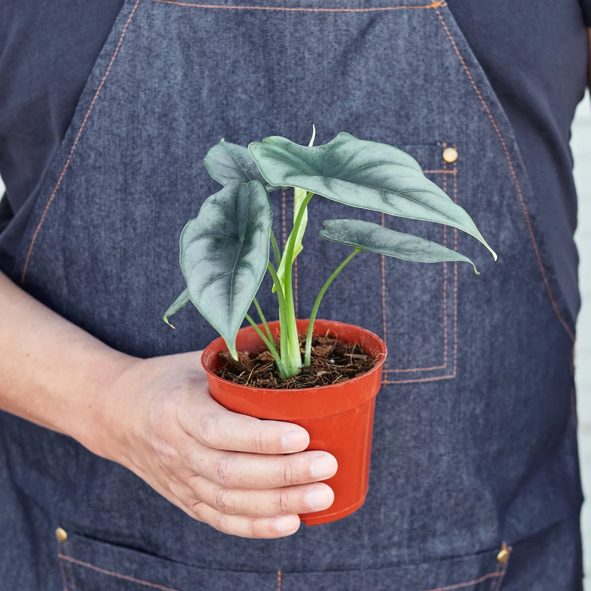 Alocasia Amazonica 'Reversa' - House Plant Shop