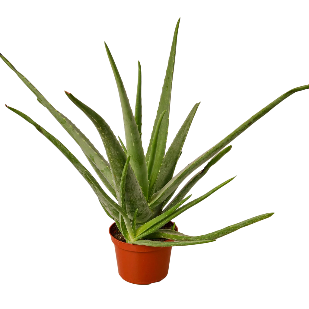 Aloe Vera - House Plant Shop