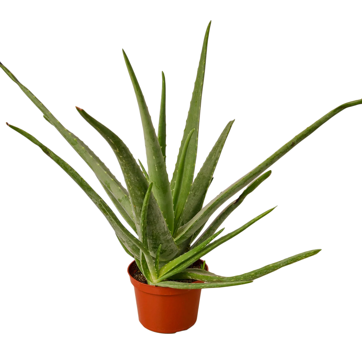 Aloe Vera - House Plant Shop