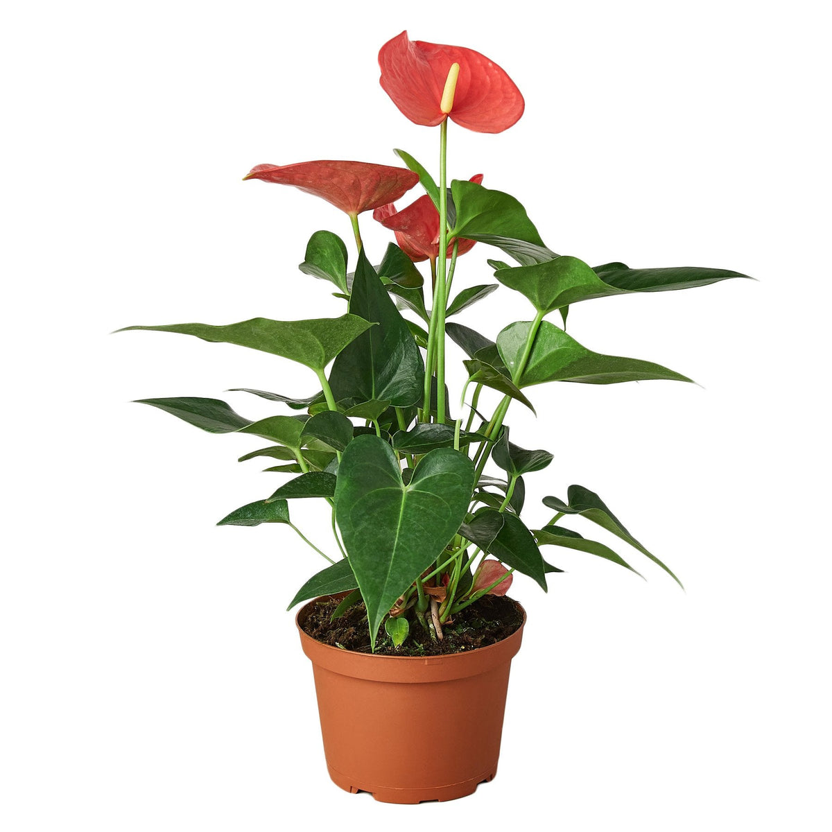 Anthurium 'Pink' - House Plant Shop