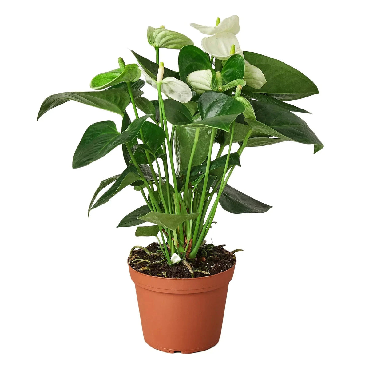 Anthurium 'White' - House Plant Shop