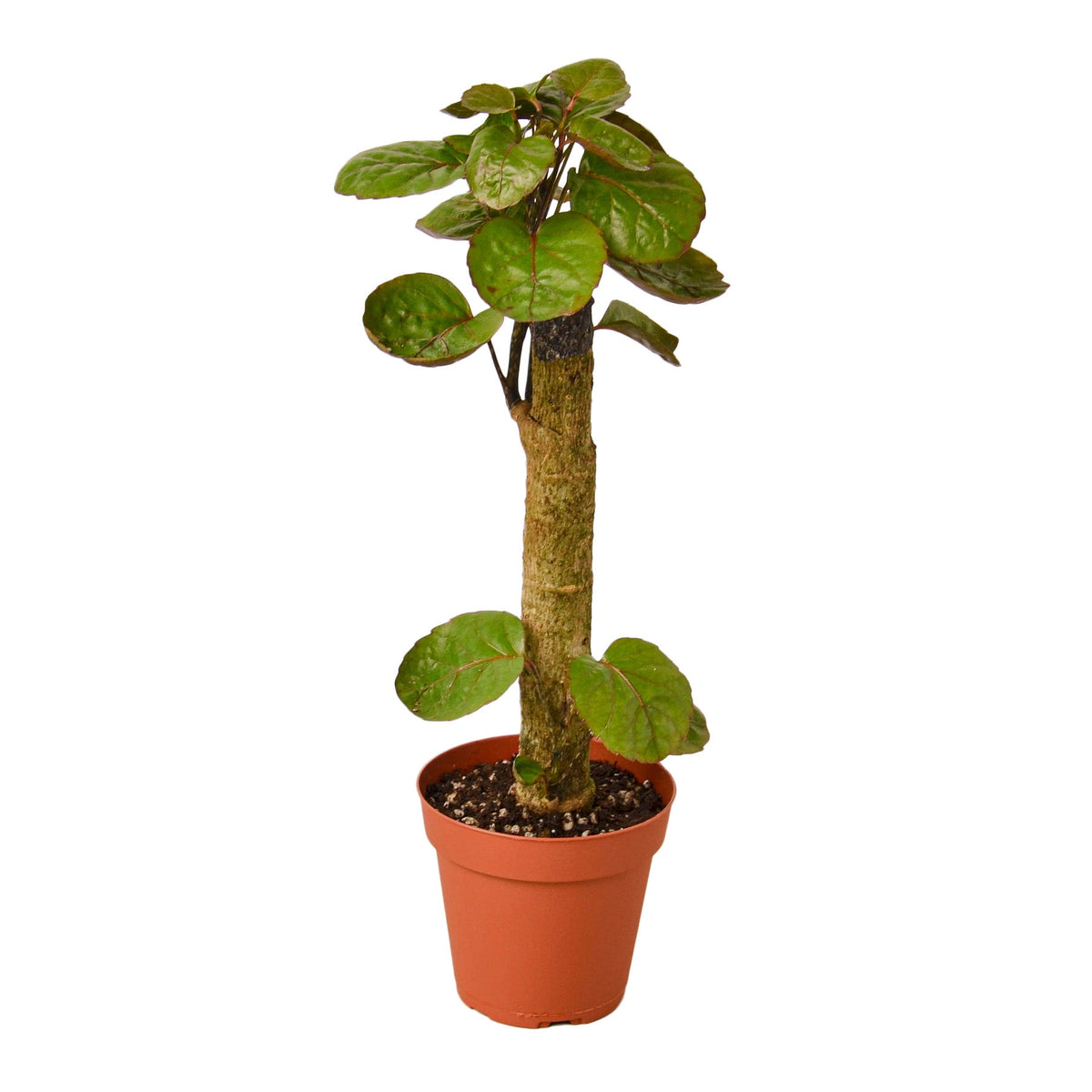 Aralia Fabian Stump 'Polyscias Scutellaria' - House Plant Shop