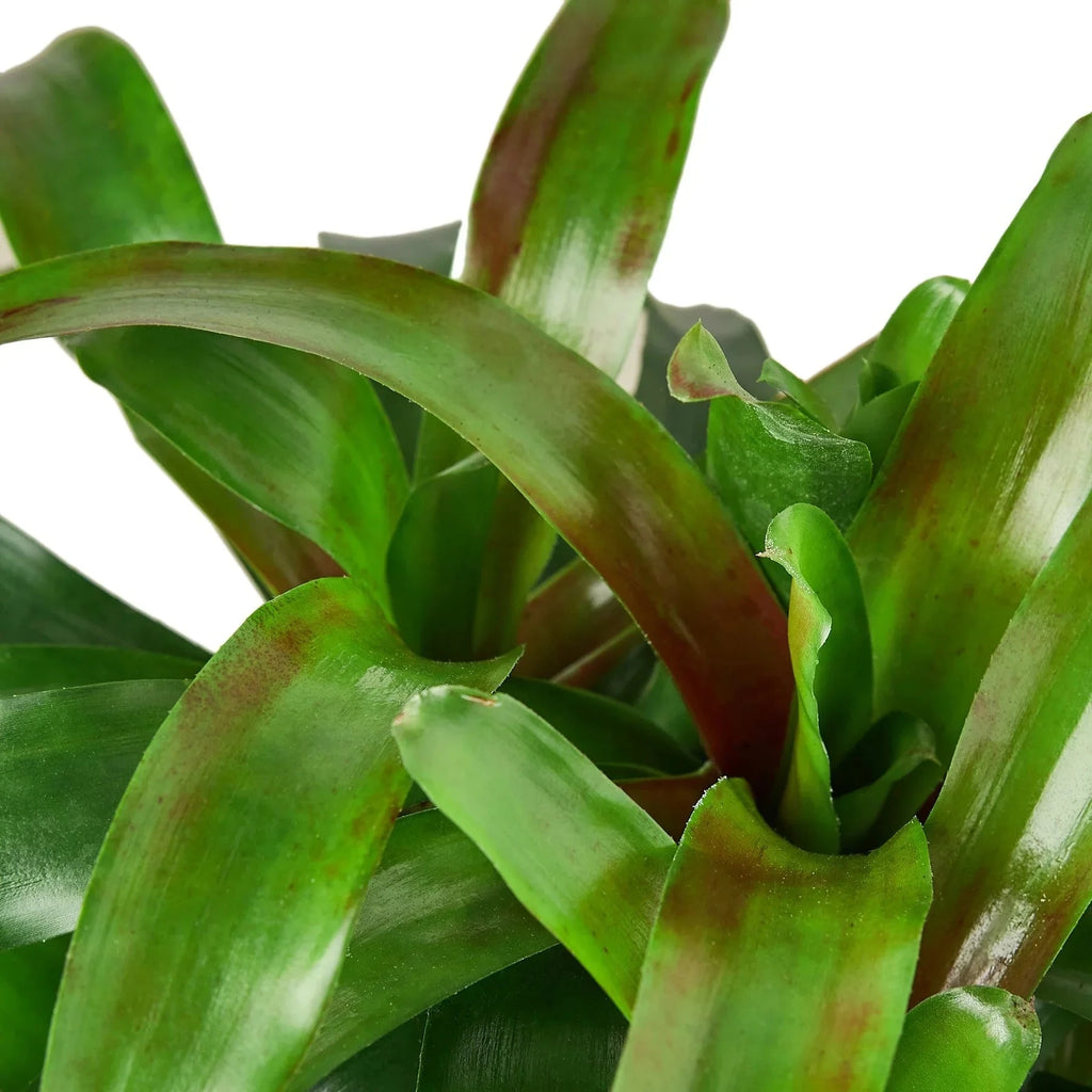 Bromeliad 'Fireball' - House Plant Shop