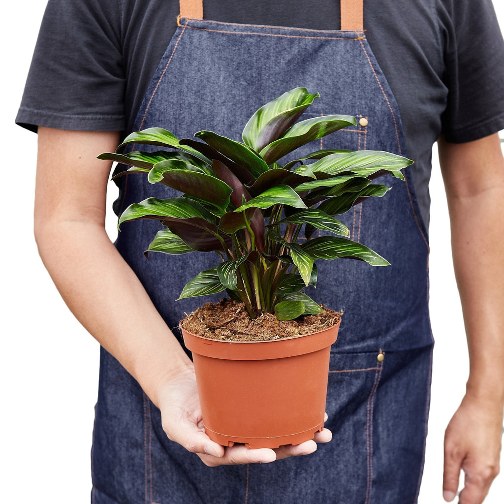 Calathea 'Beauty Star' - House Plant Shop