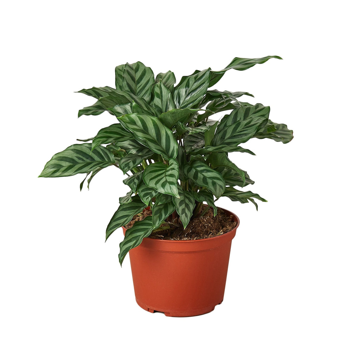 Calathea Concinna 'Freddie' - House Plant Shop