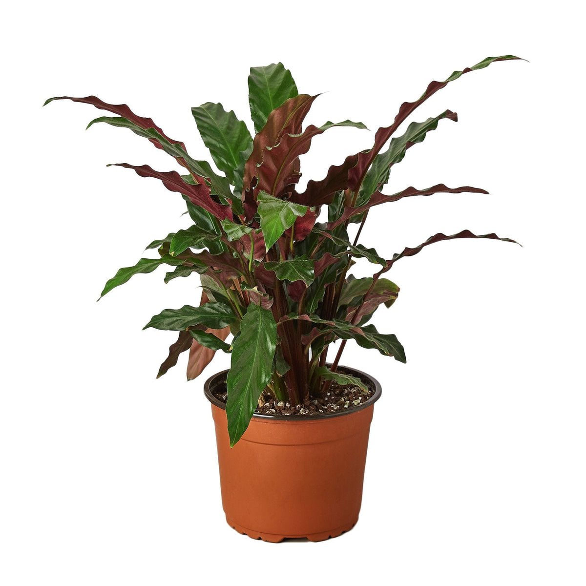 Calathea Rufibarba 'Furry Feather' - House Plant Shop