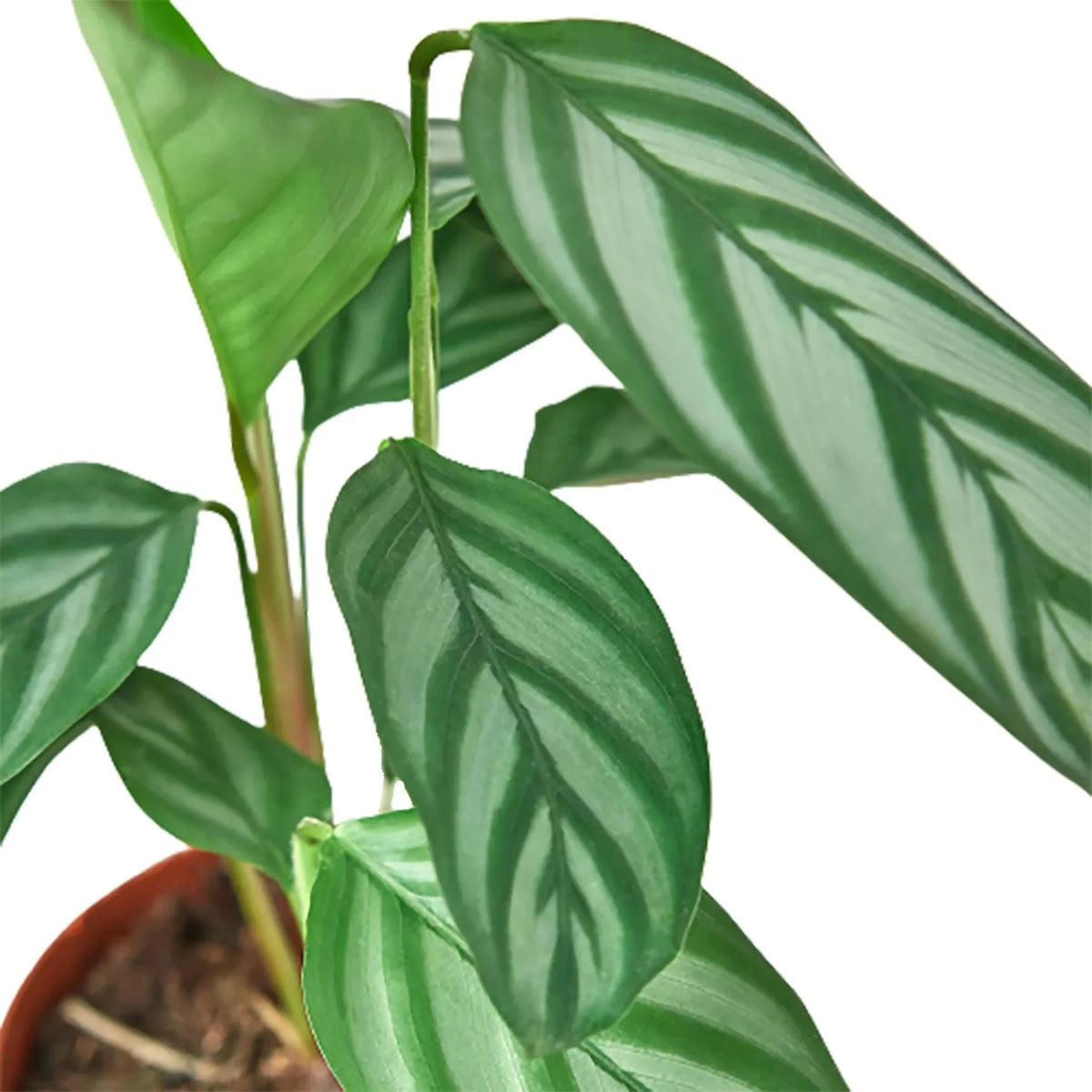 Calathea 'Grey Star' - House Plant Shop