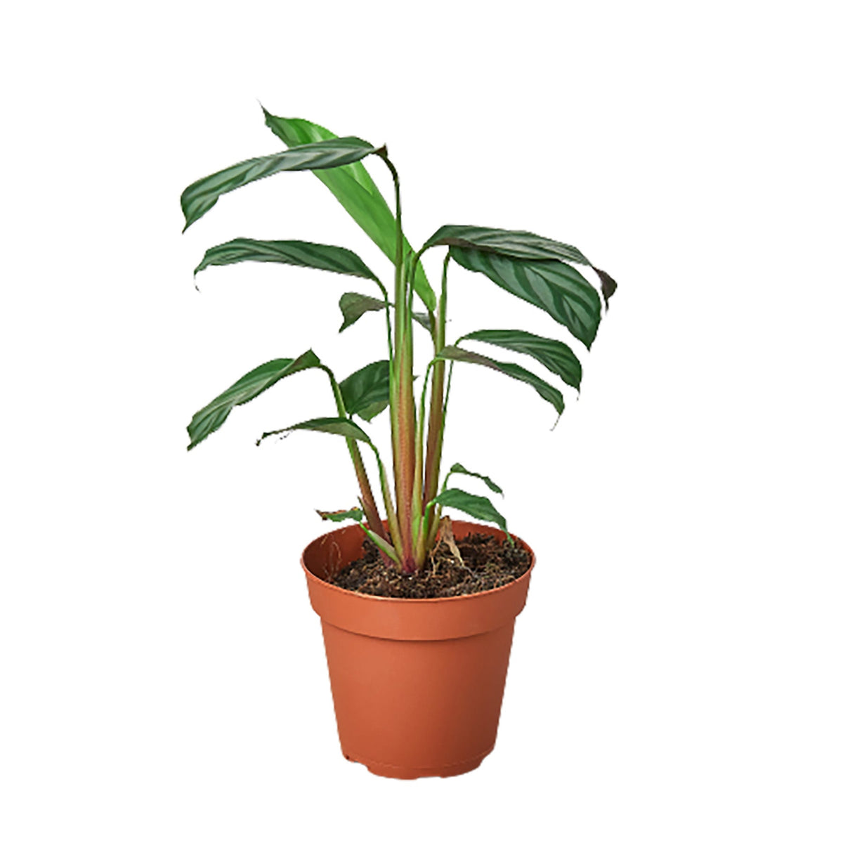 Calathea 'Grey Star' - House Plant Shop