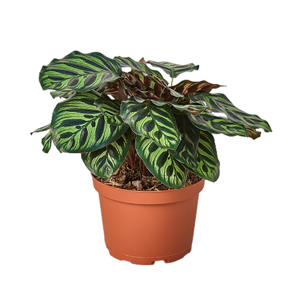 Calathea 'Makoyana' - House Plant Shop