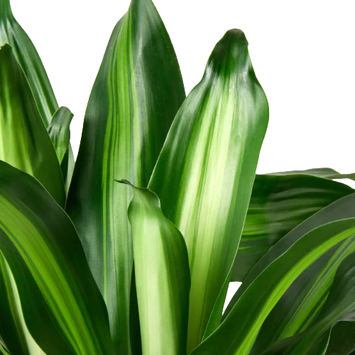 Dracaena Massangeana - House Plant Shop