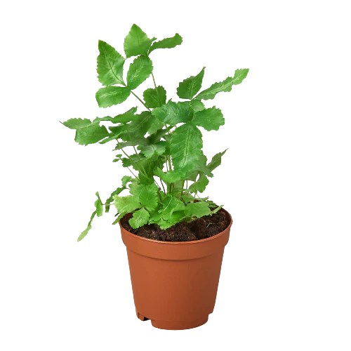 Pteris Cretica 'Albo Fern' - House Plant Shop