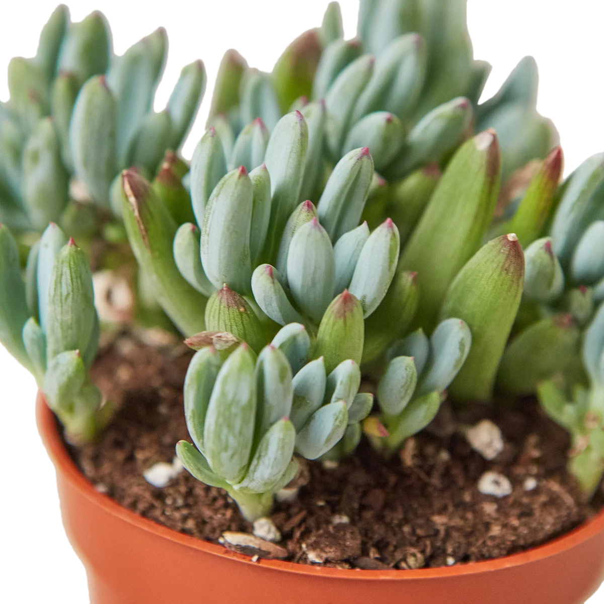 Blue Chalk Stick - House Plant Shop
