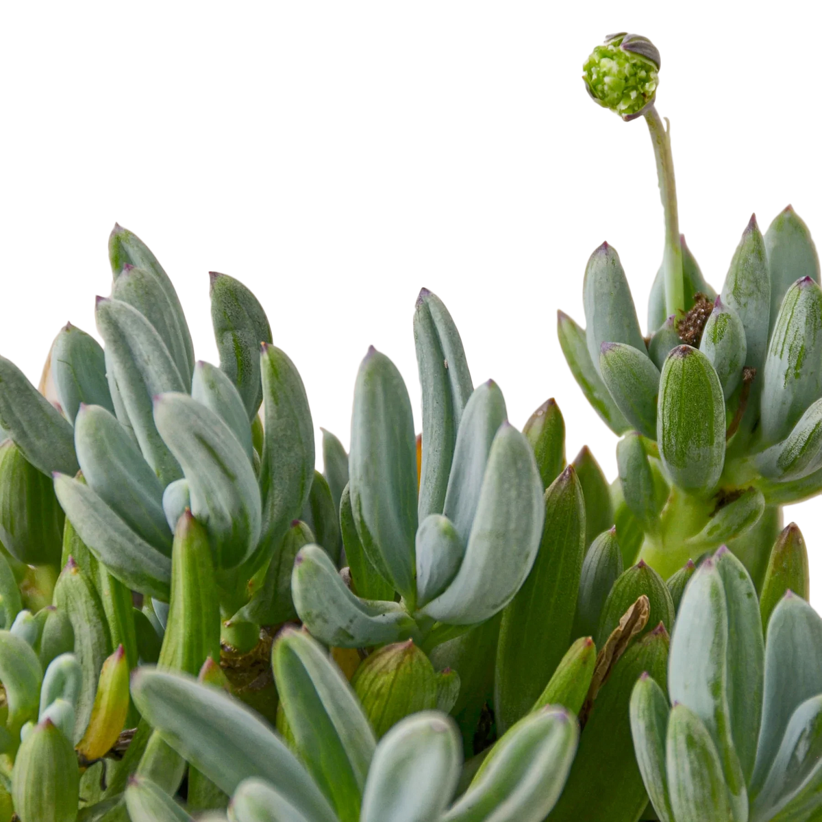 Blue Chalk Stick - House Plant Shop