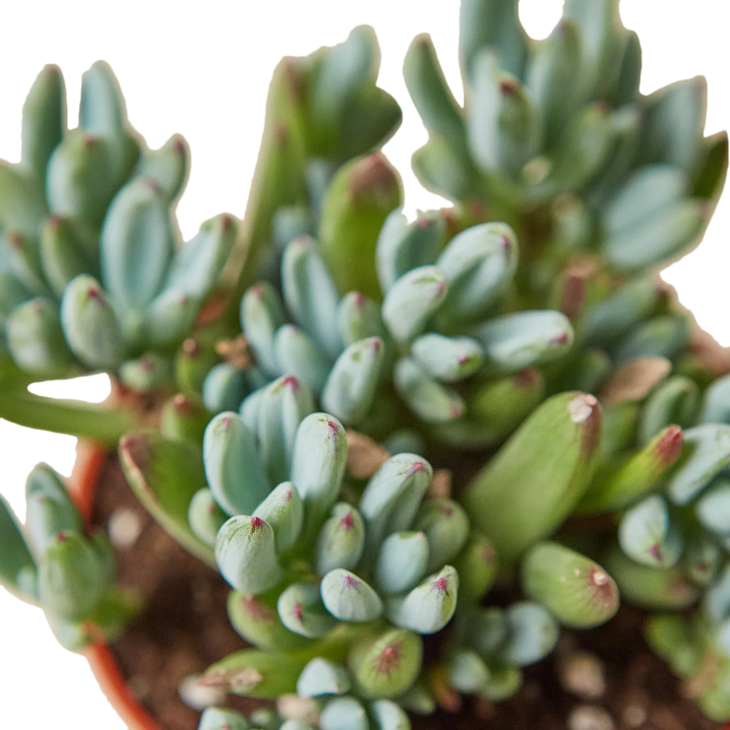 Blue Chalk Stick - House Plant Shop