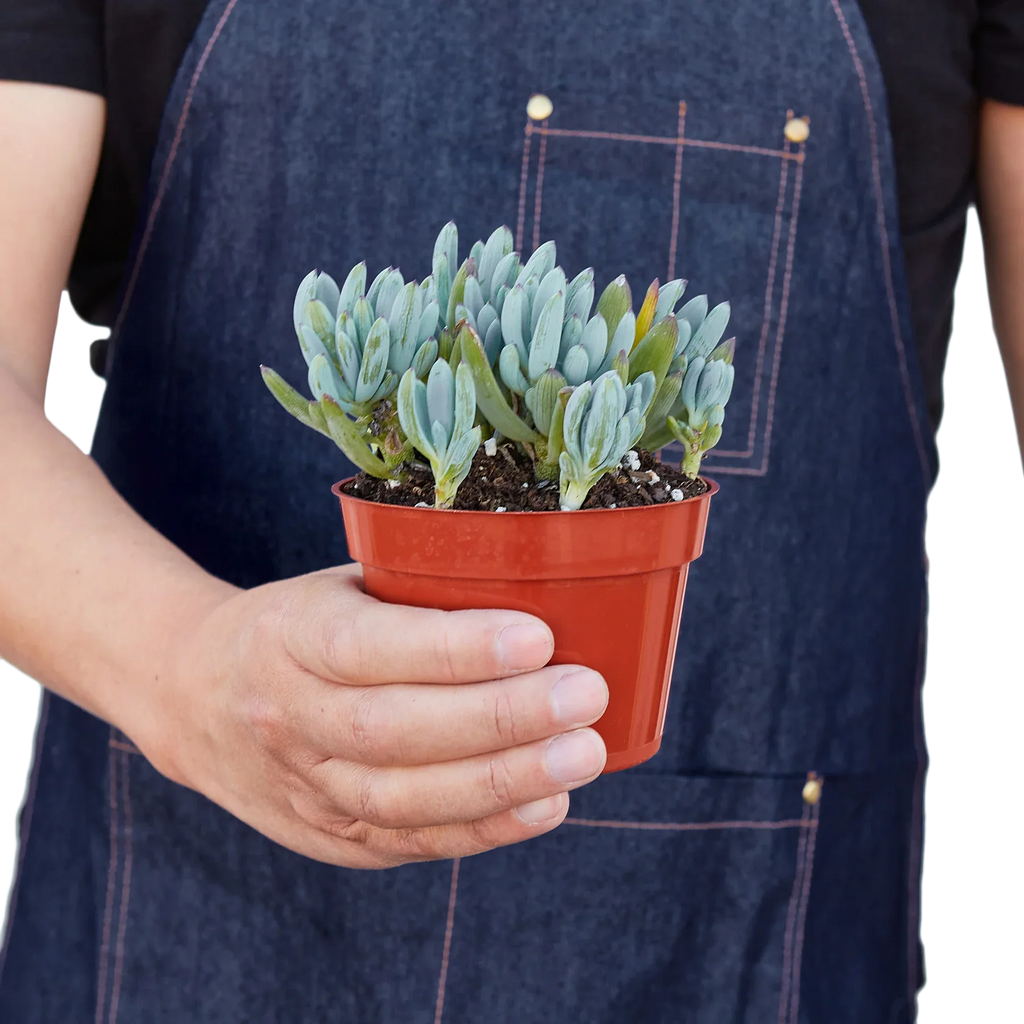 Blue Chalk Stick - House Plant Shop