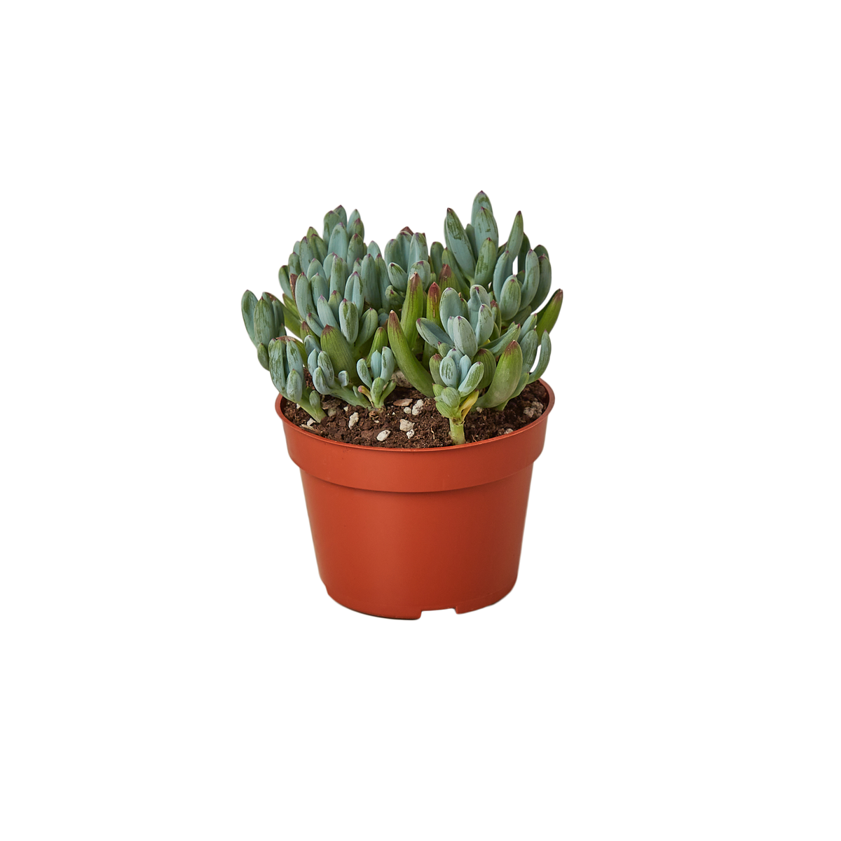 Blue Chalk Stick - House Plant Shop
