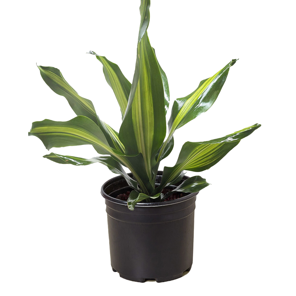 Dracaena Golden Heart - House Plant Shop