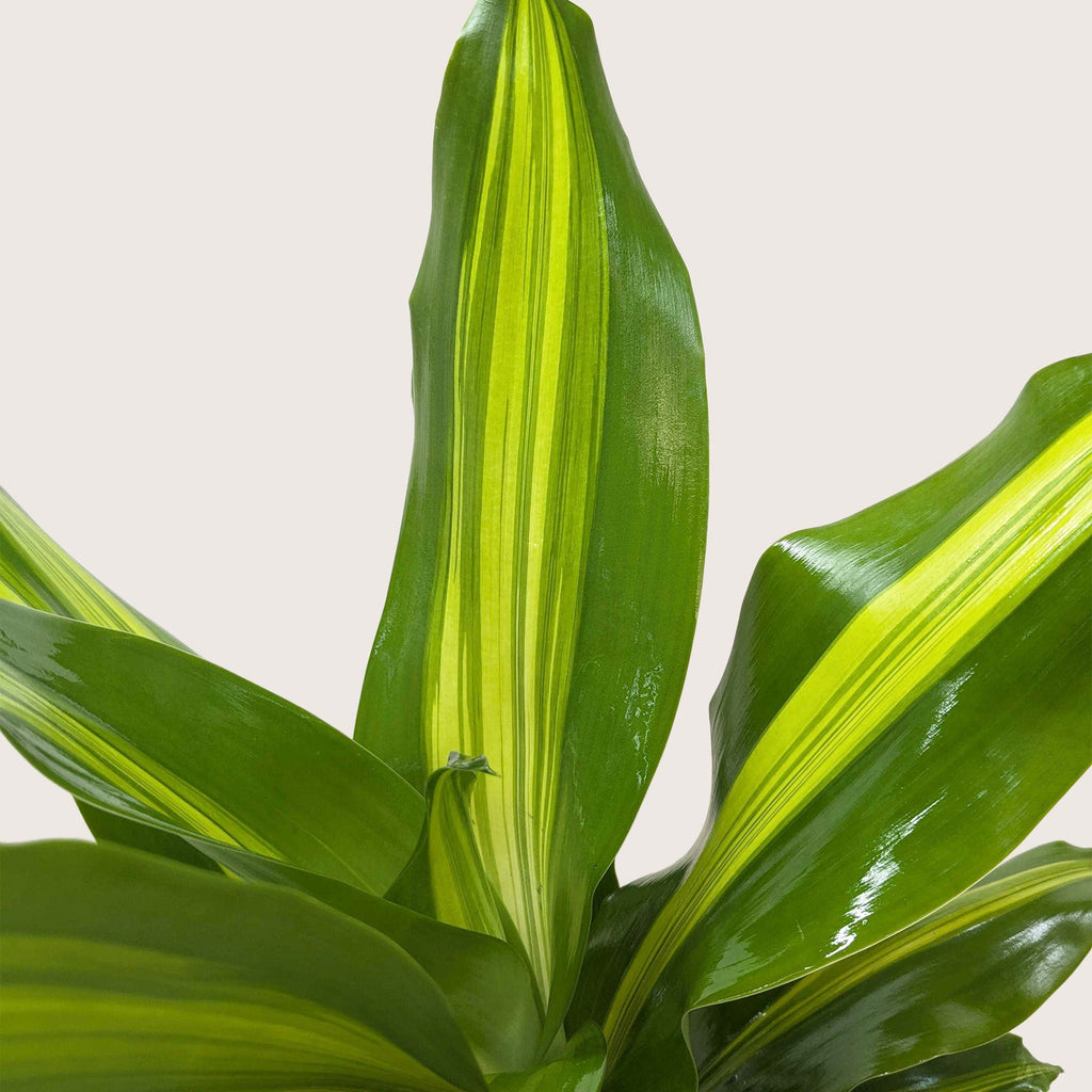 Dracaena Golden Heart - House Plant Shop