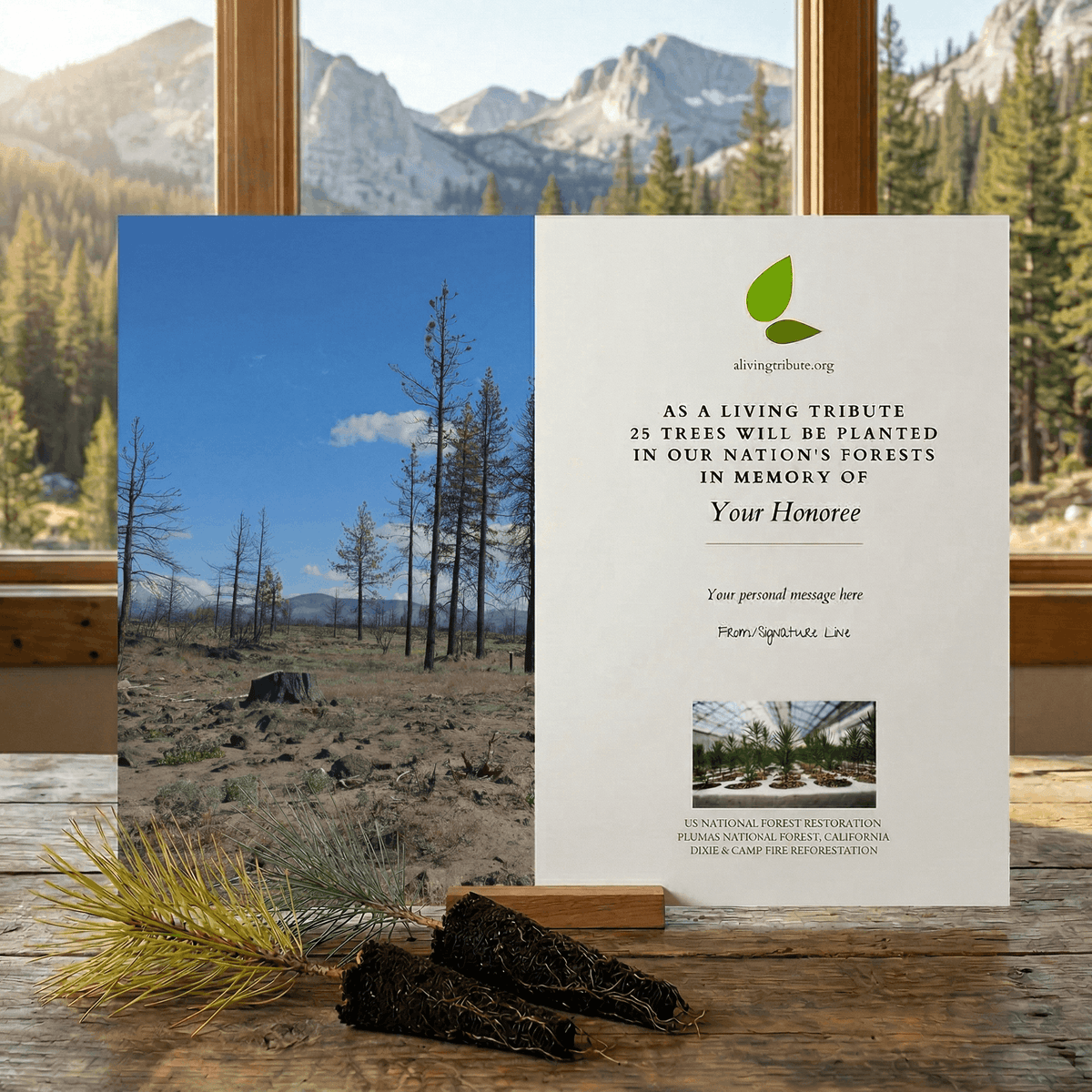 Plant a Tree in Honor or Memory in a California National Forest - A Living Tribute