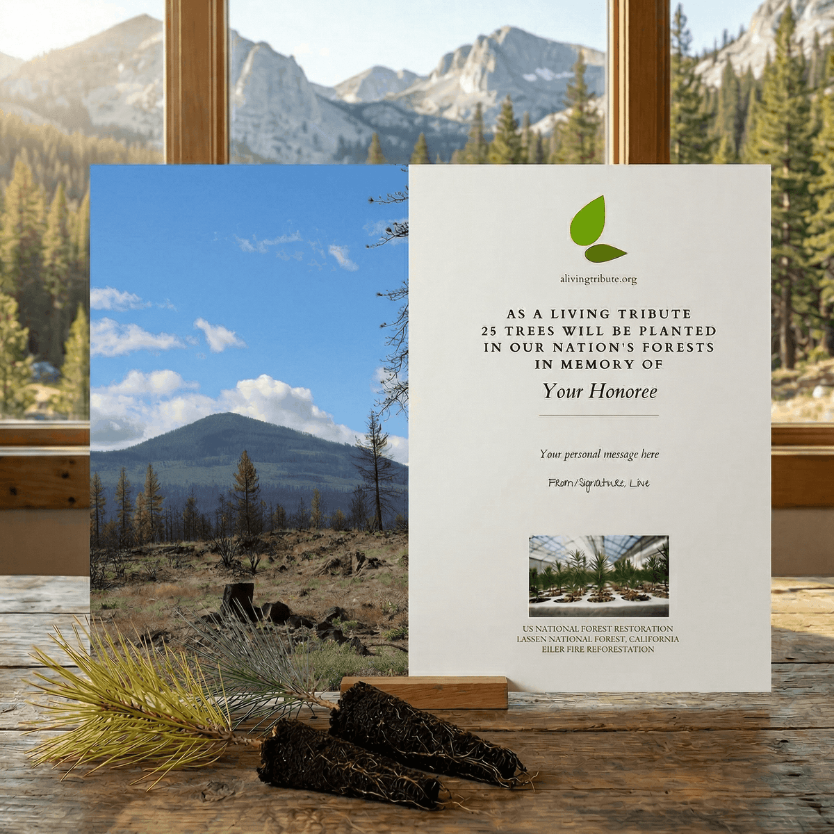Plant a Tree in Honor or Memory in a California National Forest - A Living Tribute