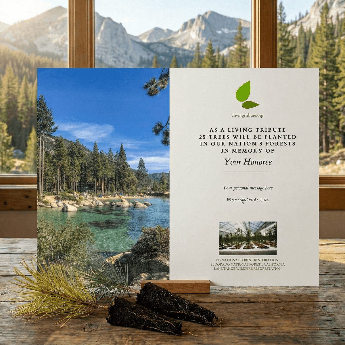 Plant a Tree in Honor or Memory in a California National Forest - A Living Tribute