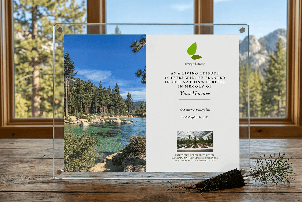 Plant-a-Tree Gift with Deluxe Glass Display Frame