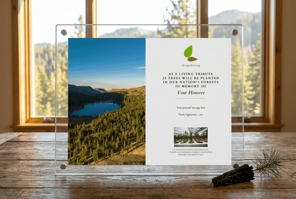 Plant-a-Tree Gift with Deluxe Glass Display Frame