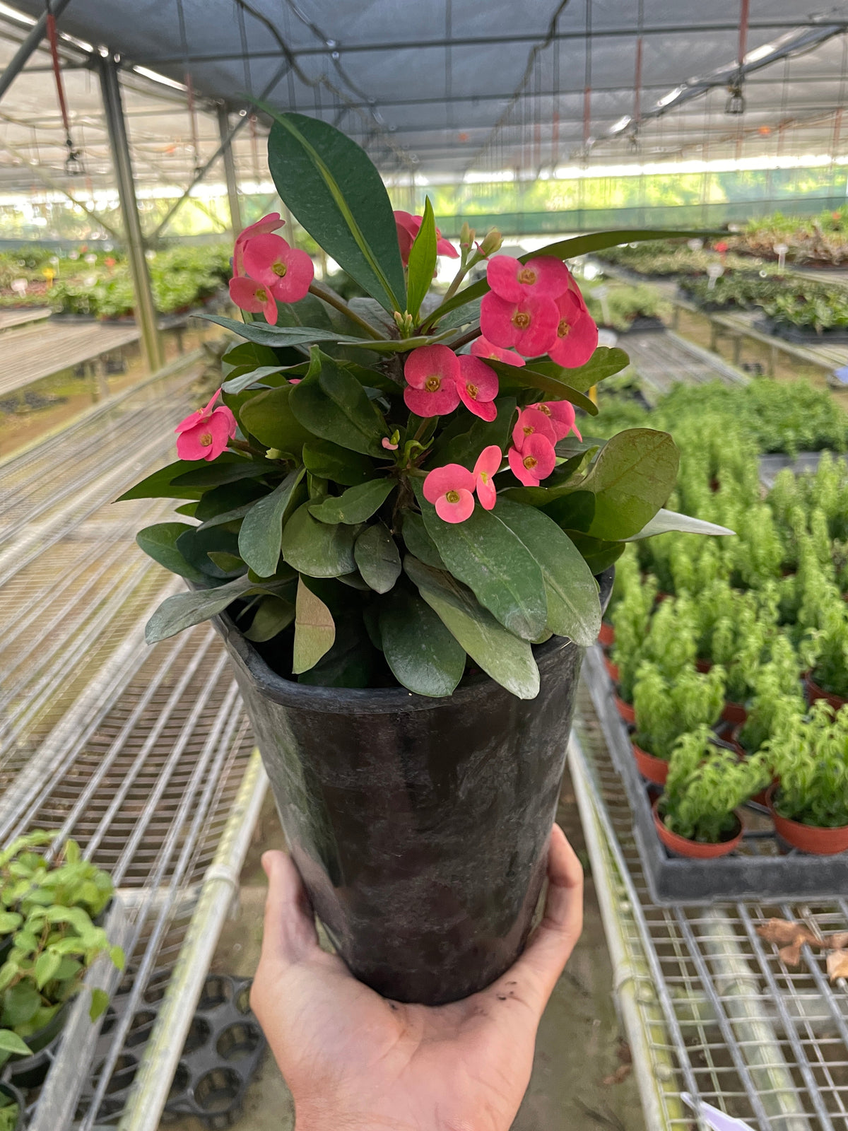 Crown of Thorns - House Plant Shop