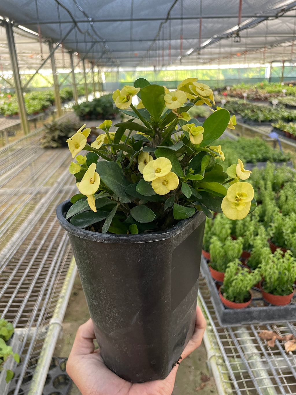 Crown of Thorns - House Plant Shop