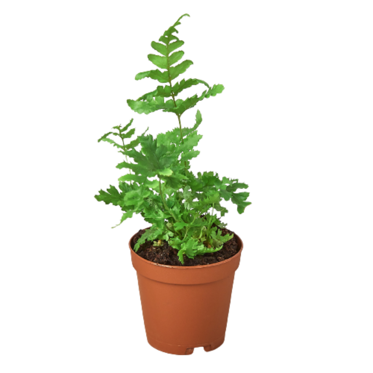 'Autumn' Fern - House Plant Shop