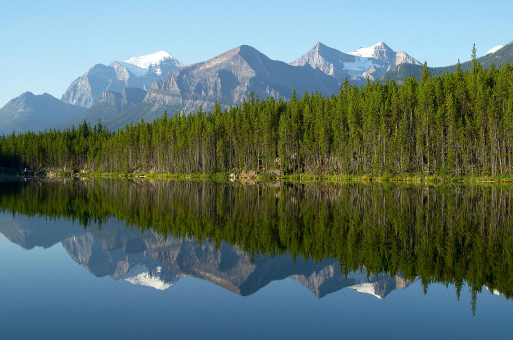 Plant a Tree in Canada with Mailed Commemorative Card