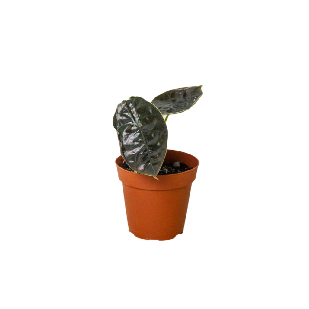 Alocasia 'Red Mambo' - 4" Pot - House Plant Shop
