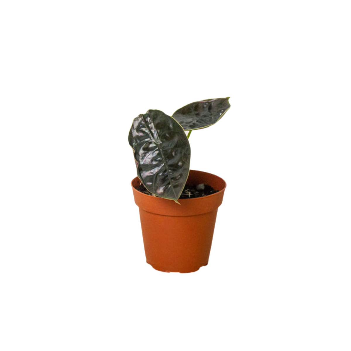 Alocasia 'Red Mambo' - 4" Pot - House Plant Shop