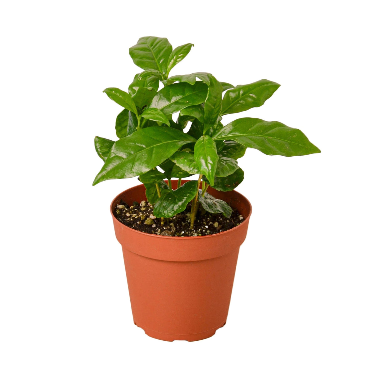Arabica Coffee - House Plant Shop