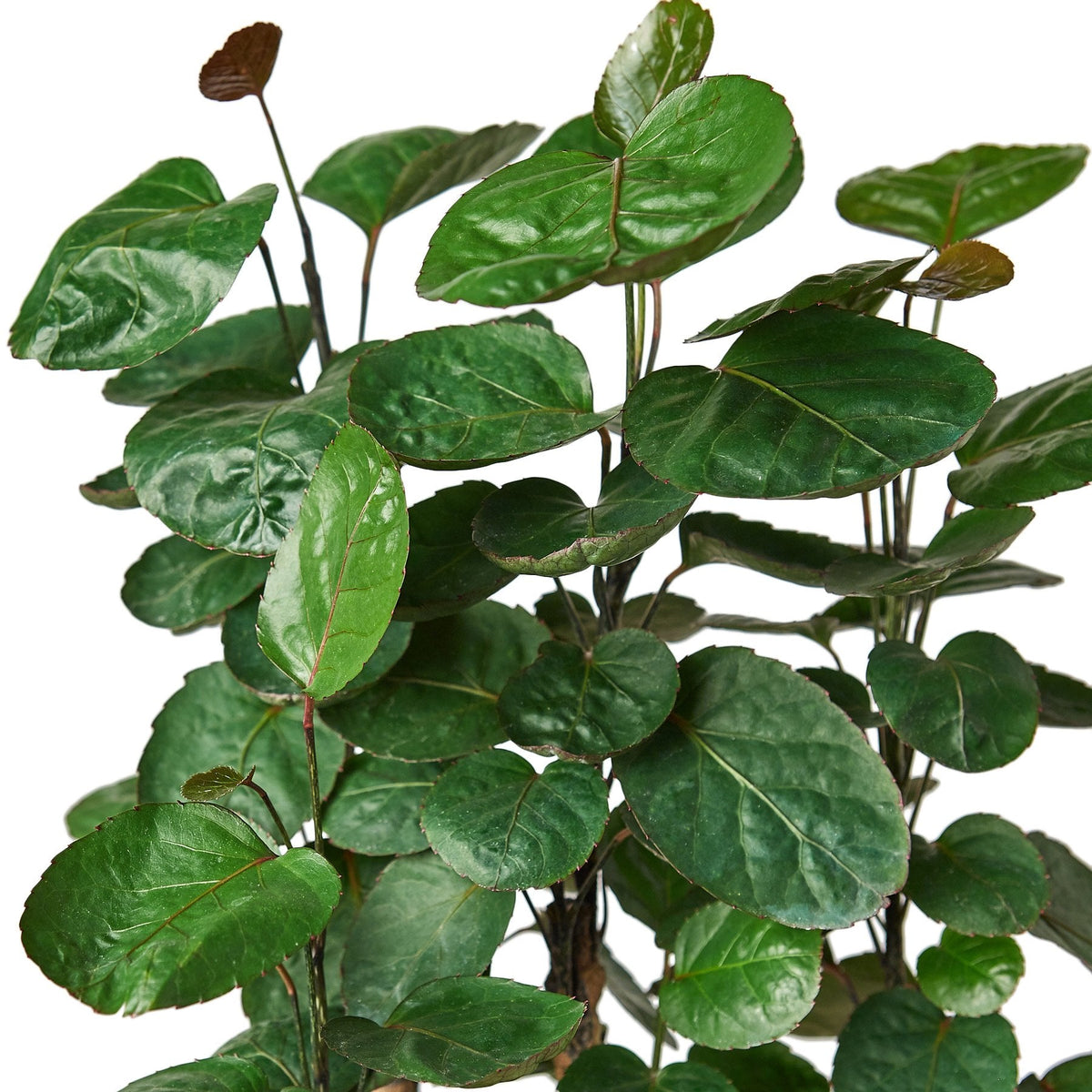 Aralia Fabian Stump 'Polyscias Scutellaria' - House Plant Shop