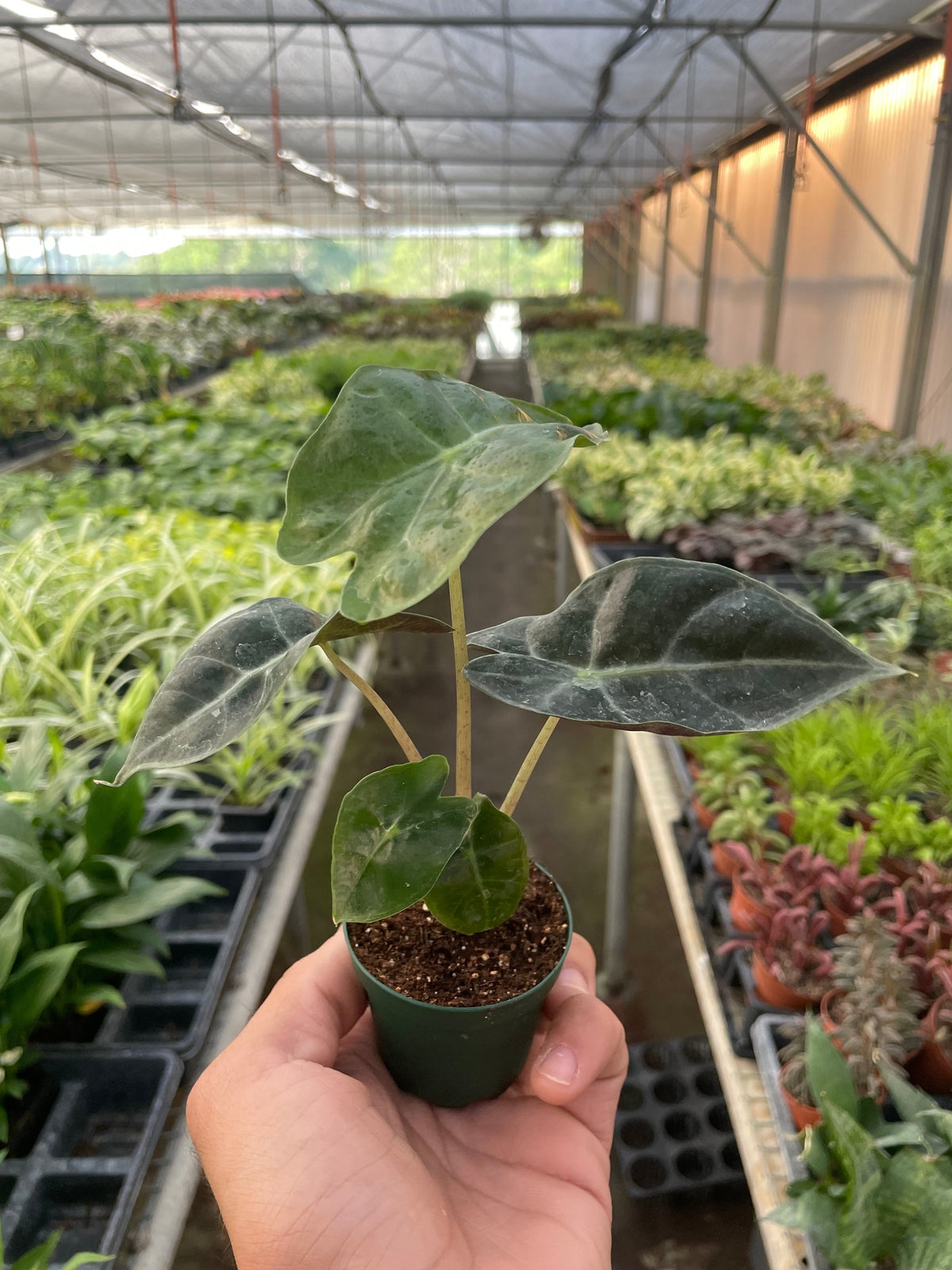 Alocasia Polly 'African Mask' - House Plant Shop