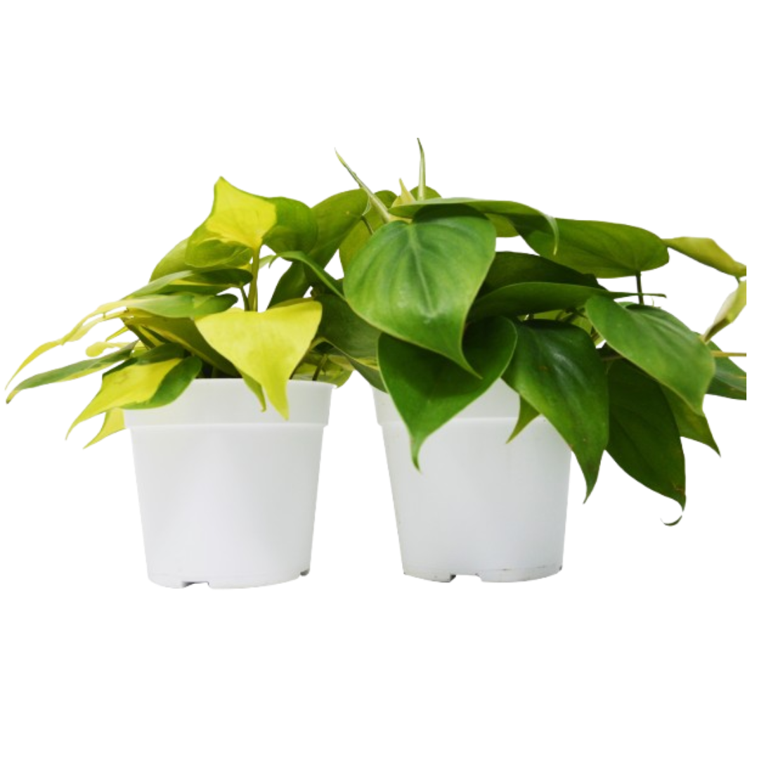 2 Philodendron Variety Pack - 4" Pots - House Plant Shop