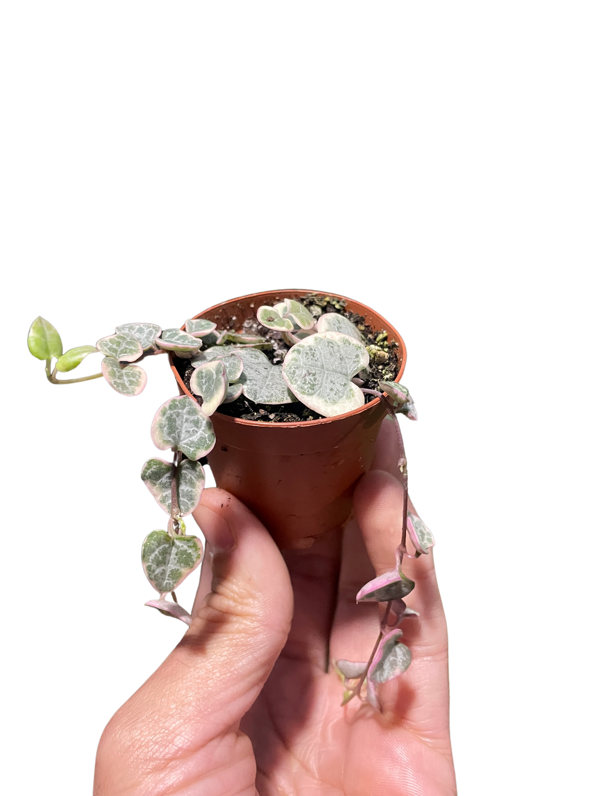 String of Hearts Variegated - House Plant Shop