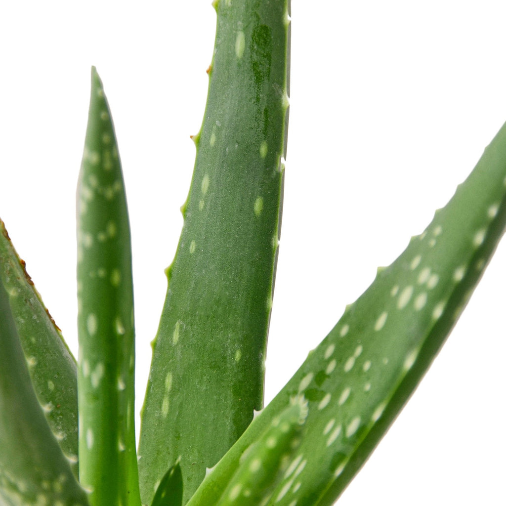 Aloe Vera - House Plant Shop
