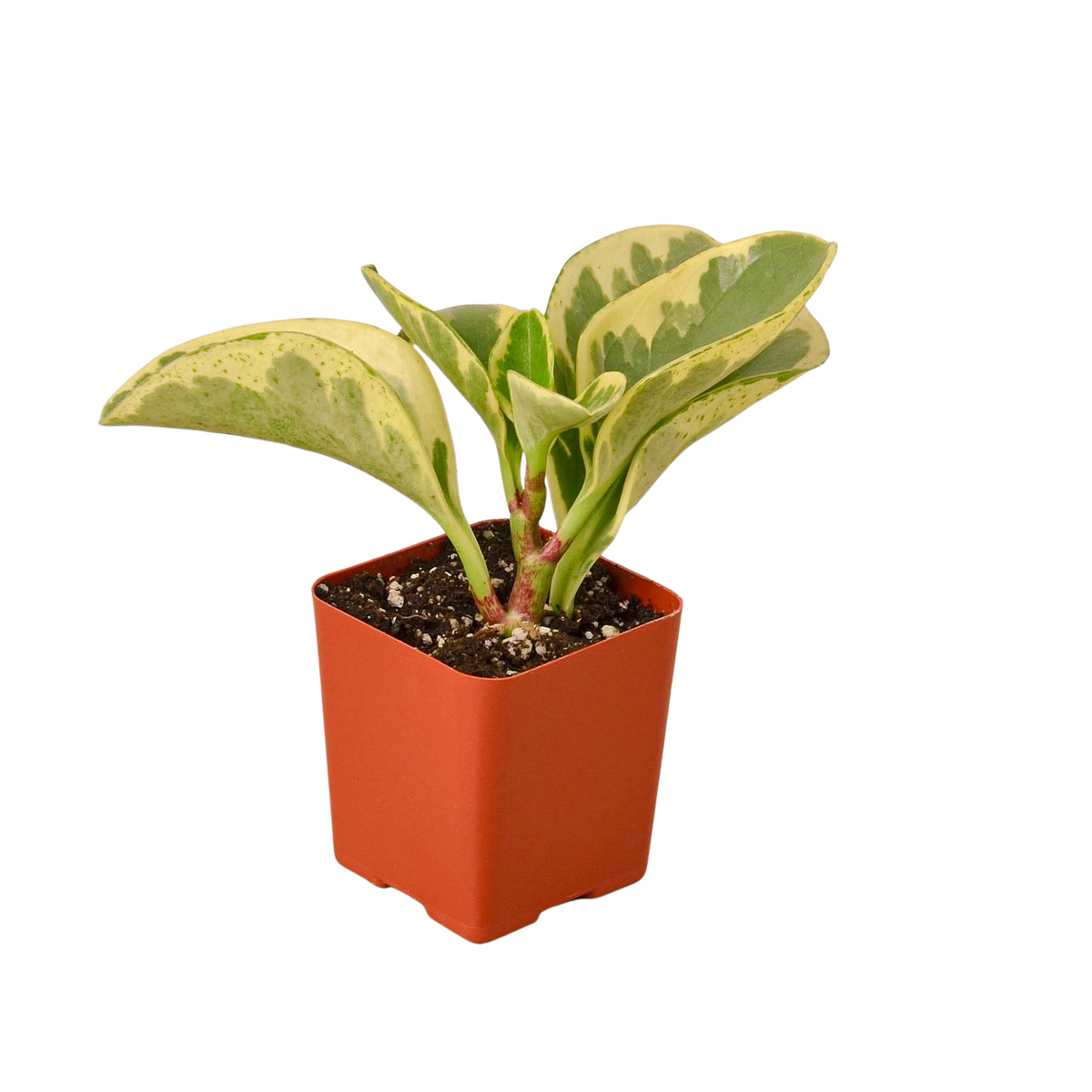3" Tropical Plant Variety Bundle - House Plant Shop