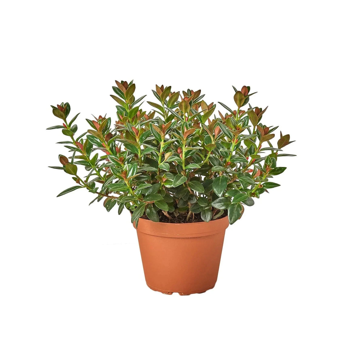 Nematanthus Black Goldfish Plant - House Plant Shop