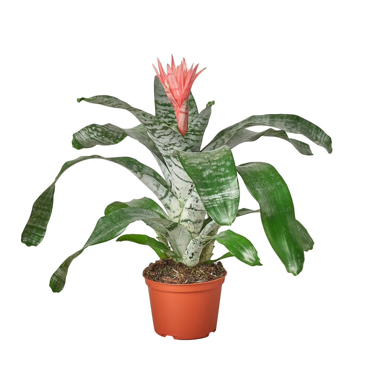 Bromeliad 'Silver Vase' - House Plant Shop