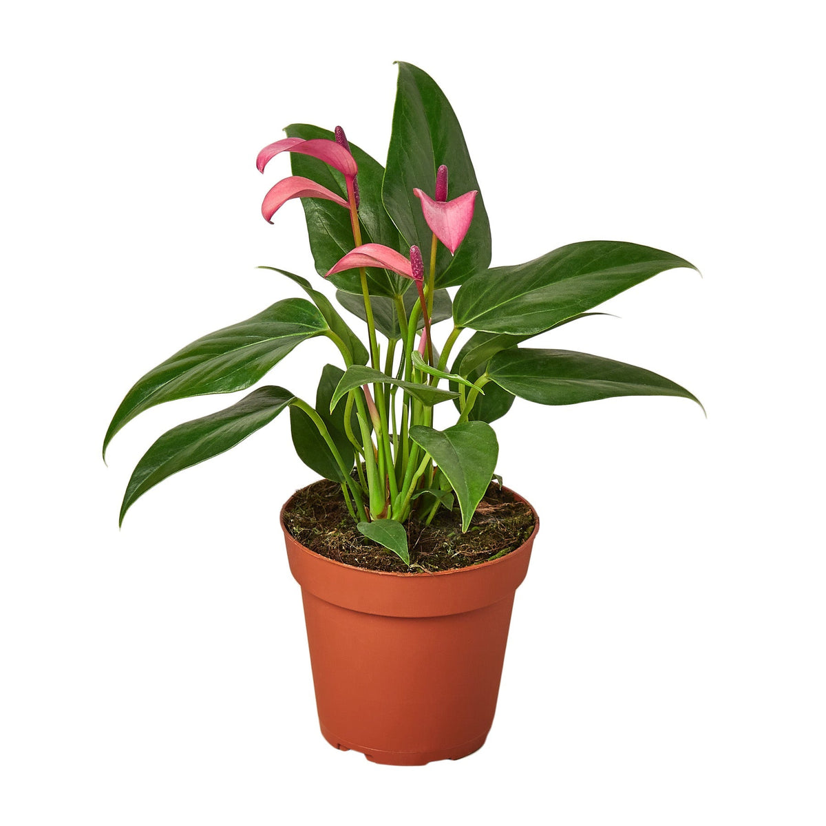 Anthurium 'Purple' - House Plant Shop