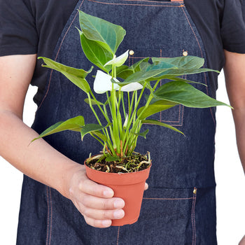 Anthurium 'White' - House Plant Shop