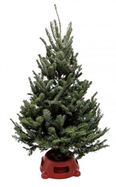 3'-4' Fraser Fir Christmas Tree with Stand - House Plant Shop