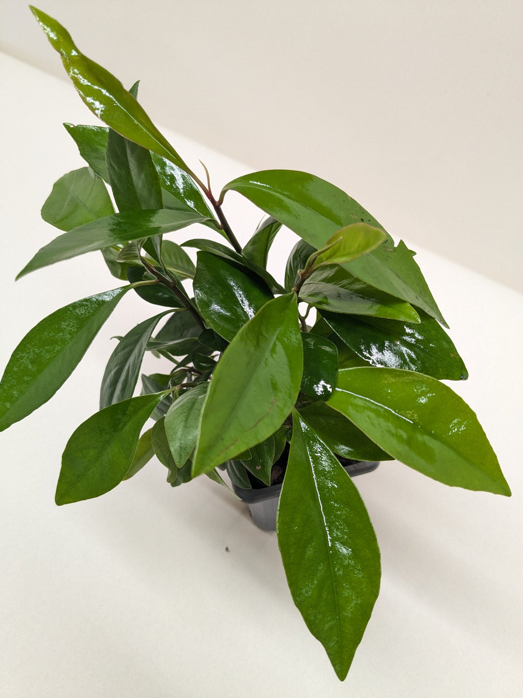 Ardisia 'Red' - House Plant Shop